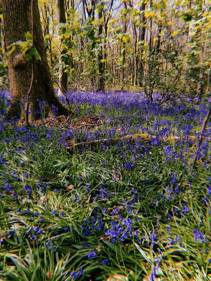 A beechwood forest with a carpet of striking purpley-blue bluebells.