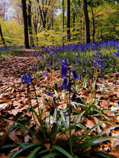 A pathway though a beechwood forest is carpeted with fallen beech leaves. Surrounding the path and in the foreground are glorious purpley-blue bluebells.