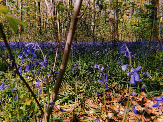 A beechwood forest with a carpet of striking purpley-blue bluebells.