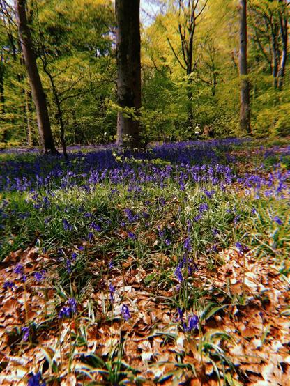 A beechwood forest with a carpet of striking purpley-blue bluebells.