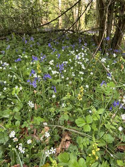 Bluebells, Star of Bethlehem, Yellow Dead Nettle. A cheery spring hedgerow.