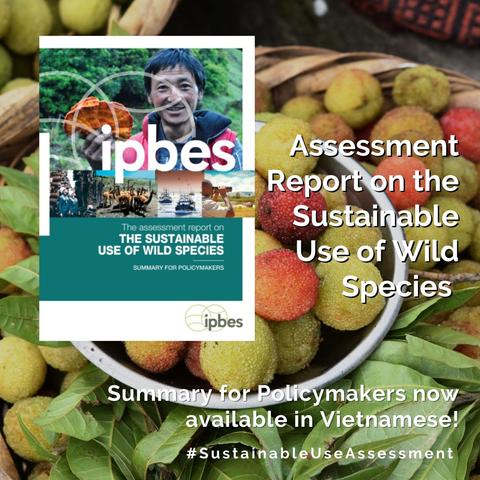 An IPBES report cover displayed against a background of fresh fruits and green leaves. The report is titled "The assessment report on THE SUSTAINABLE USE OF WILD SPECIES: SUMMARY FOR POLICYMAKERS" with the IPBES logo. The report cover includes small images showing various aspects of wild species use including fishing boats and harvesting activities. White text announces "Assessment Report on the Sustainable Use of Wild Species" with text below stating "Summary for Policymakers now available in Vietnamese!" and the hashtag #SustainableUseAssessment. The background features a bowl of colorful fruits surrounded by green foliage, emphasizing the theme of sustainable resource use.