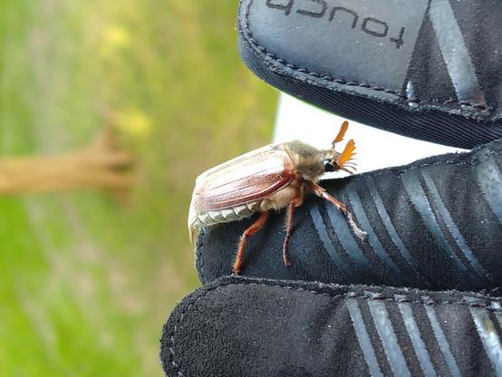 Maikäfer auf Handschuh von der Seite