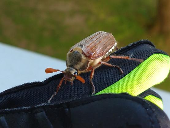 Maikäfer auf Handschuh von schräg vorne