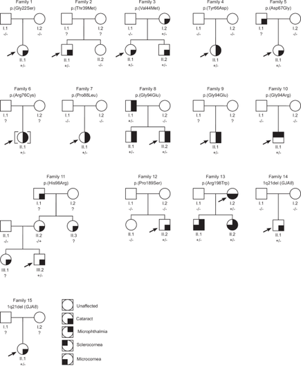 GJA8-associated developmental eye disorders: a new multicentre study highlights mutational hotspots and genotype-phenotype correlations