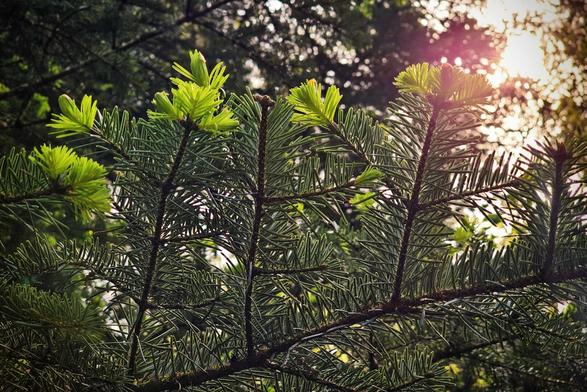 A close-up shot of conifer branches with new, bright green growth at the tips, illuminated by sunlight filtering through the background.