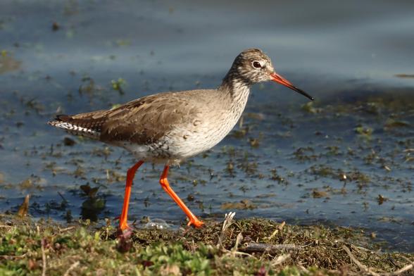 a medium sizer wading bird with orange legs and a mostly orange beak foraging along the shoreline of a small lake