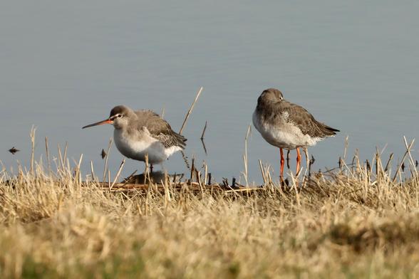a pair of medium sized waders on the shore of a salt water lagoon. The right hand bird is having a nap with its head turned backwards and its beak tucked under its wing, whilst the left hand bird has briefly awoken so we can see its partially red long thin beak