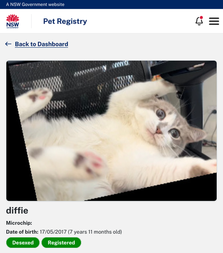 screenshot of diffie on the nsw pet registry website. i’ve uploaded an exceptionally scungy photo of her, and rotated it on a weird angle