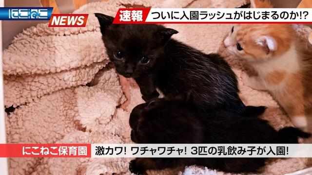 【にこねこ速報】3匹の乳飲み子が入園しました！