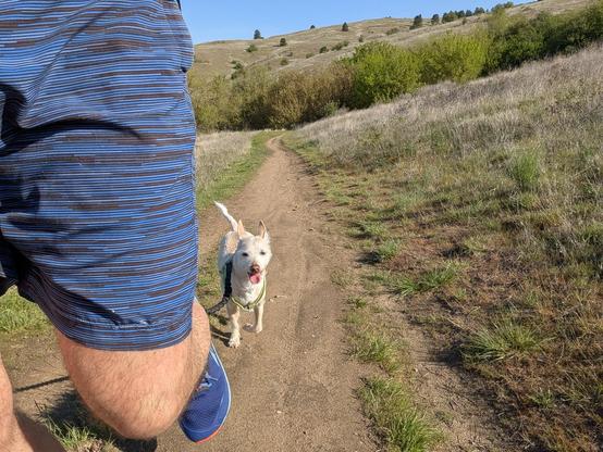 view of the trail behind me and you can see my left leg in a running motion next to me is Momo my chihuahua poodle on trail mouth open tail wagging having an all-around good time.