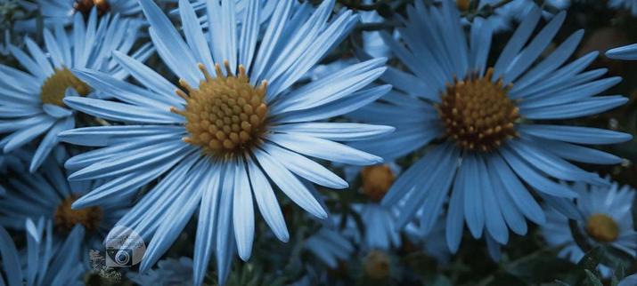 a macro photo by rayne of a field of light blue coneflowers in the sun. they have many thin petals like asters with bright yellow centers.