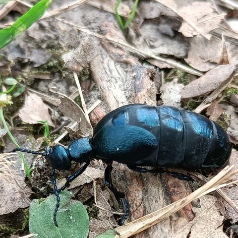 nahaufnahme eines eigentlich schwarzen, aber dabei auffällig metallisch blau schillernd glänzenden insekts, das über mit zerfallenden blättern vom letzten herbst und alten holzstückchen bedeckten waldboden krabbelt. es ist ein käfer, hat aber eher die körperform einer ameise mit übergroßem hinterleib. die 3 körperteile kopf, thorax und hinterleib sind sehr stark voneinander abgegrenzt und das mittelteil, der thorax, ist sehr klein, kleiner als der ziemlich runde kopf, sieht dadurch aus wie ein hals. der hinterleib ist sichtbar aufgebläht, die kurzen deckflügel bedecken nicht einmal ein viertel davon und die übergänge zwischen den hinterleibssegmenten sind matt und sehen weich aus, ganz anders als die metallisch glänzenden und hart aussehenden mittleren bereiche