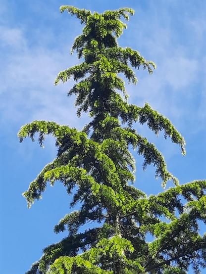 Deodar cedar against a bright blue sky.