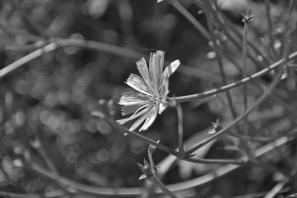 Flower, closeup, black and white, photo