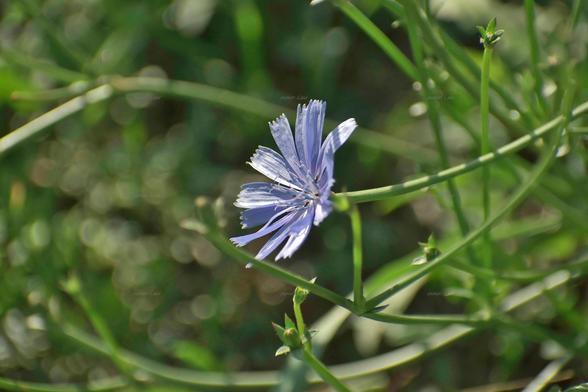Flower, closeup, color, photo