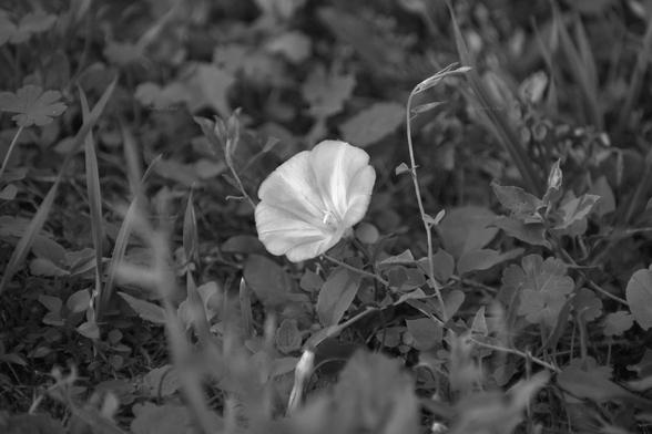 Flower, black and white, photo