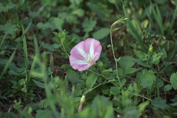 Flower, color, photo