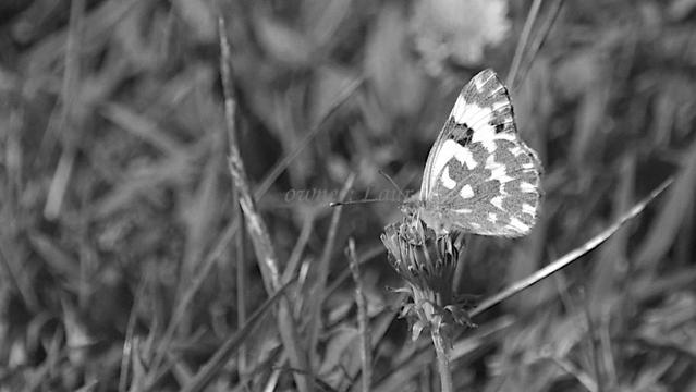 Insect, closeup, black and white, photo