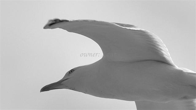 Bird, closeup, black and white, photo