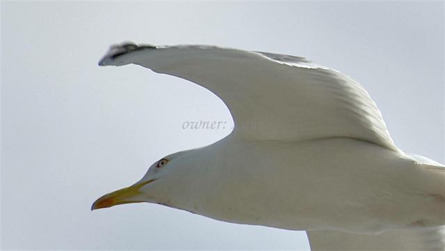 Bird, closeup, color, photo