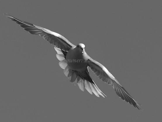 Bird, closeup, black and white, photo