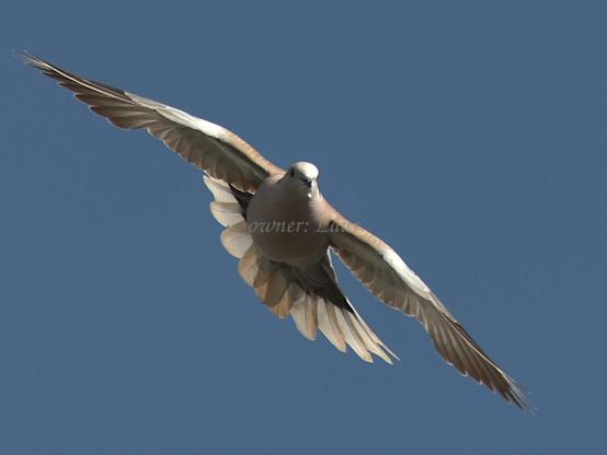 Bird, closeup, color, photo