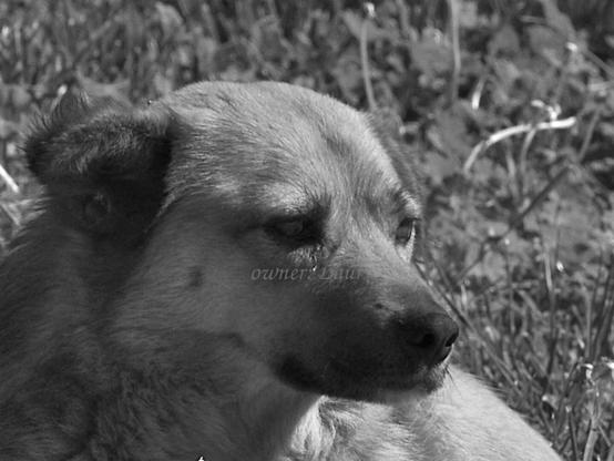 Dog, closeup, black and white, photo