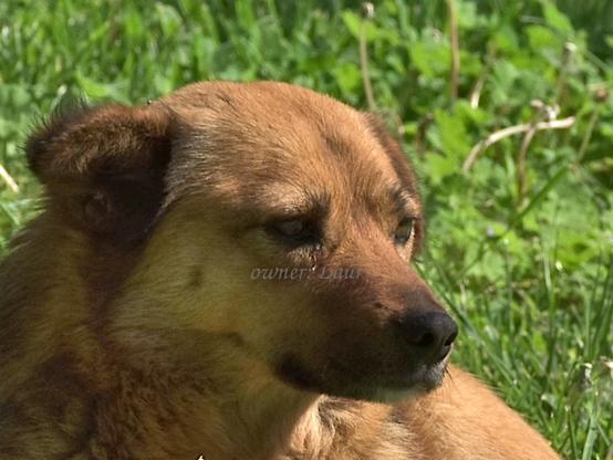 Dog, closeup, color, photo