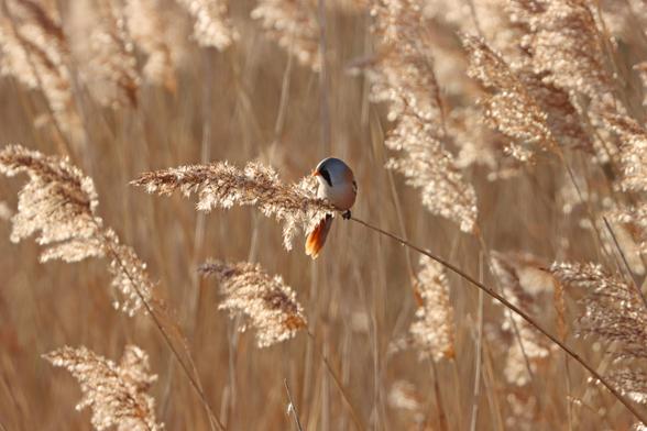 a small bird is perched on a backlit reed feeding on the seed head. there is a magical glow from the sun highlighting its brown plumage with a grey head and black cheeks that resemble a large moustache
