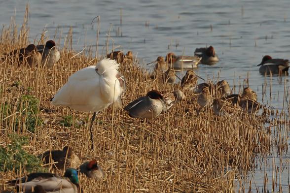 a single white spoonbill stands on one leg asleep whilst surrounded by other much smaller birds, several ducks also sleeping and a dozen snipe foraging on the shoreline