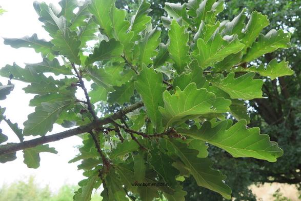 Photo of treespecies Quercus x vilmorinia : Category is foliage