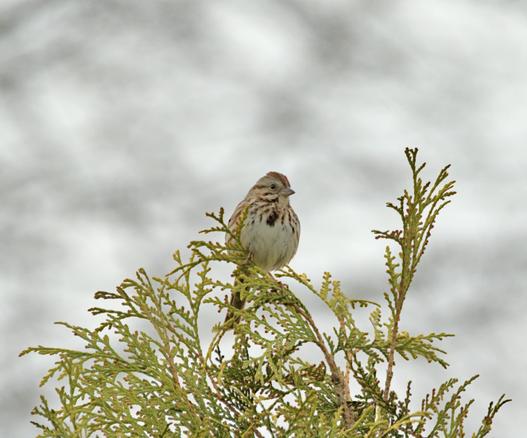 Song Sparrow (Melospiza melodia) identifiable by its streaked breast featuring a central dark spot and its brown-patterned head and back. The bird is perched alertly near the top of a green coniferous branch, possibly a cedar or arborvitae, which fills the lower portion of the frame.
