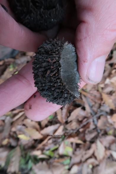 Photo of treespecies Quercus x libanerris : Category is vrucht-fruit-frucht-fruit-fruta