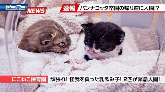 【にこねこ速報】ケガを負った2匹の乳飲み子が入園しました