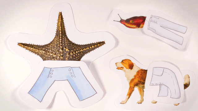 Paper cutout illustrations showing a starfish with blue trousers positioned beneath it, alongside a dog and snake with illustrated pants, demonstrating the concept of how different animals might wear clothing based on their body symmetry.