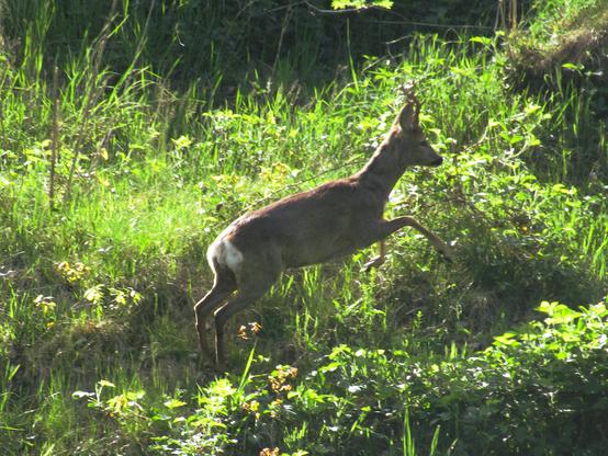Ein Rehbock springt ins Gebüsch. Aufnahme von der Seite, Schnappschuss.