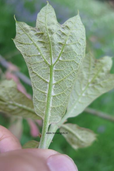Photo of treespecies Quercus marilandica : Category is kenmerk