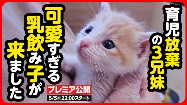 【子猫 保護】お母さん、どこ行ったの...？育児放棄された3匹の乳飲み子を保護しました