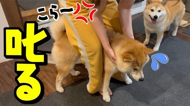 初めて娘が妹柴犬にブチギレたら、まさかの逃げ出しで大騒ぎになりました…