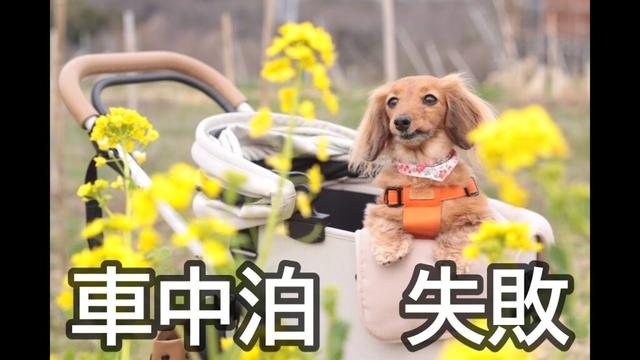 【初車中泊】淡路島で愛犬と車の中で寝てみたら・・・【カニンヘンダックスえびすの日常】