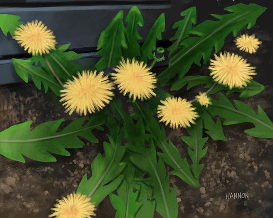 A dandelion plant with eight flowers grows in front of a compost bin.
