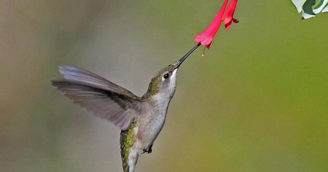 Five May-Blooming Plants Hummingbirds Love | Gardening Tips and How-To Garden Guides