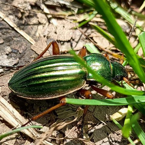 zwischen grünen grashalmen krabbelt ein goldlaufkäfer. der ist, typisch für laufkäfer, recht länglich, nicht gerade klein und hat kräftige lange beine. er ist deutlich in die drei körpersegmente hinterleib, halsschild und kopf unterteilt, dabei ist der vollständig von den deckflügeln bedeckte hinterleib zweieinhalb mal so lang wie der halsschild, der wiederum doppelt so breit wie der kopf. alle diese teile sind irisierend, schillernd metallisch glänzend, von grün über golden bis kupferrot, je nach winkel, hier hauptsächlich grün. halsschlid und kopf sind sehr fein punktig genarbt, die deckflügel mit je 4 längsrillen gefurcht. die beine sind hell rostbraun oder orange und nicht metallisch glänzend.