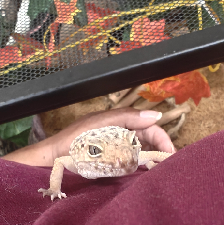 a brown-yellow leopard gecko looks straight at the camera, while climbing a burgundy shirt. a brown hand is spread underneath it in case it falls, and a terrarium takes up the background