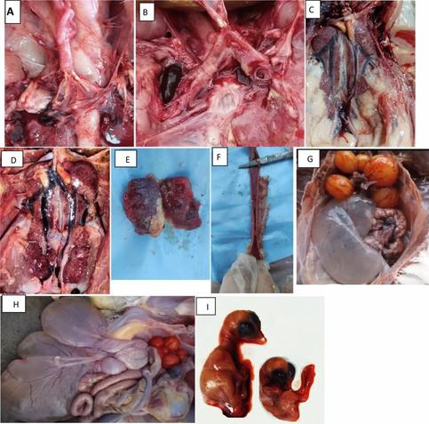 A full-length S1 gene sequencing of a novel emerged GI-19 and GI-23 lineages of Infectious bronchitis virus currently circulating in chicken flocks in upper Egypt reveals marked genetic diversity and recombination events | Virology Journal