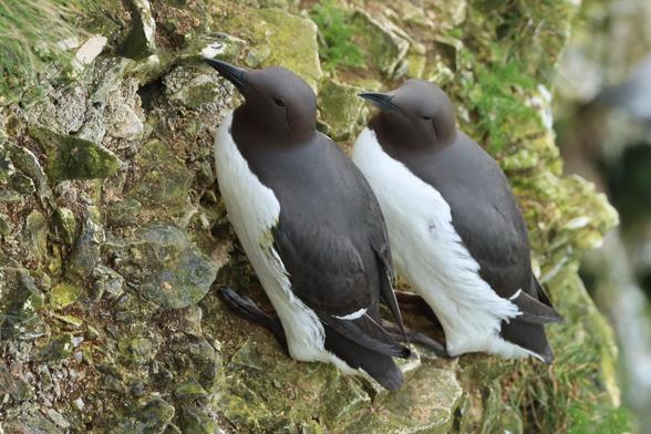 a pair of medium sized sea birds with black bas and heads and white fronts perch precariously on a crumbling cliff face, somewhere they will call home for 30 days whilst incubating a single egg