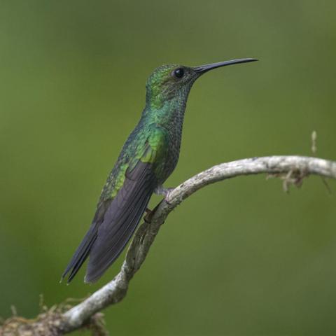 A long glittering green hummingbird sits in profile on a branch. The green forest behind is completely blurred out into smoothness.  I will name this hummingbird later after folks have had a chance to guess. Canopy Tower, Panama. April 2025. Photo by Peachfront
