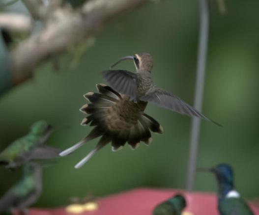 A goofy and somewhat noisy photo of a large clumsy brownish hummingbird called the long-billed hermit flying  in a position that suggests birb was knocked or blown off the feeder at the bottom of the image. Since it was shot from behind, we can infer from arch of birb's body and long, two-pronged tail that borb's tiny feet are still turned up in a defense posture. However, the guilty party must have already zipped out of the scene because all the soft-focus feeding birds in the photograph seem to be ignoring the knocked away one...Not a technically good photo but it struck my funnybone. Canopy Tower, Panama. Photo by Peachfront.