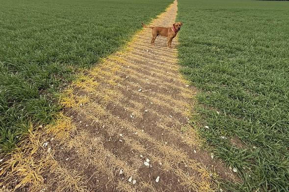 Ted in a field with a yellow stripe through it